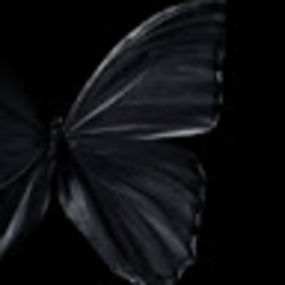 Meet your Posher, Riley